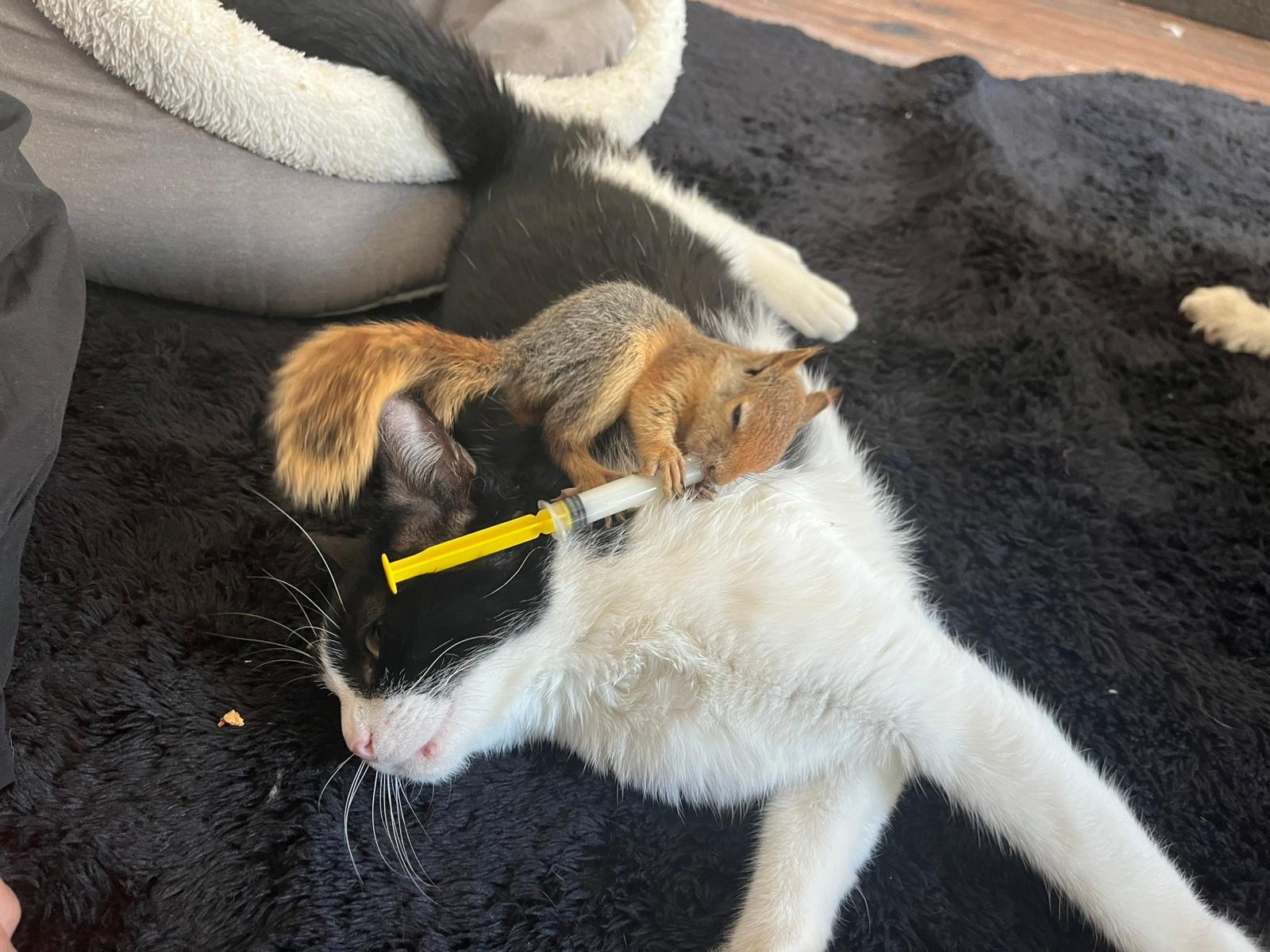 E P I L E P T I K N O B E T G E C I R E N S I N C A P T E D A V I I 1018739 302238