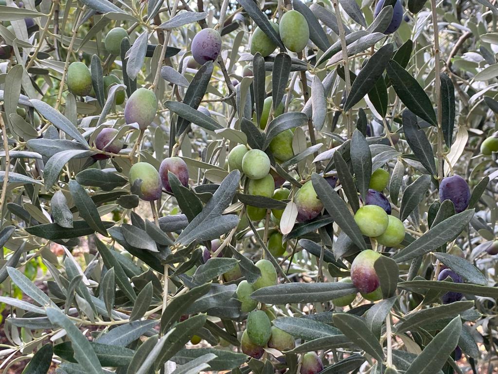 300 milyon dolarlık hedefe emin adımlarla