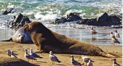 Fil foku tehlike altında