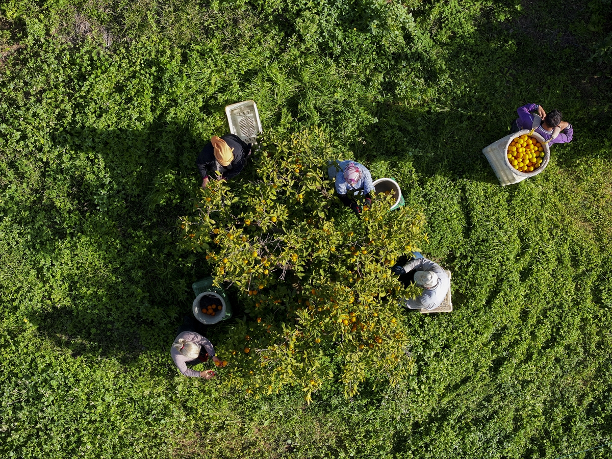 "Var Yılı"nda kalite zirvede: Hasat bahçelerde "düğün" havasında