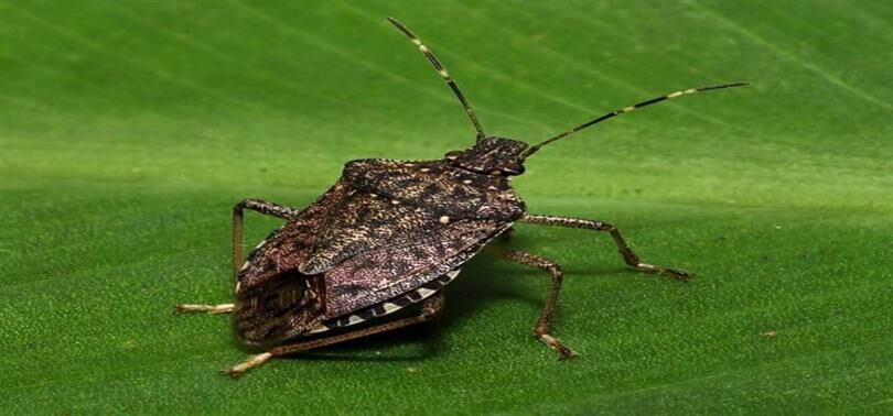 Tarımsal ürünlerde büyük kayıplara yol açıyor