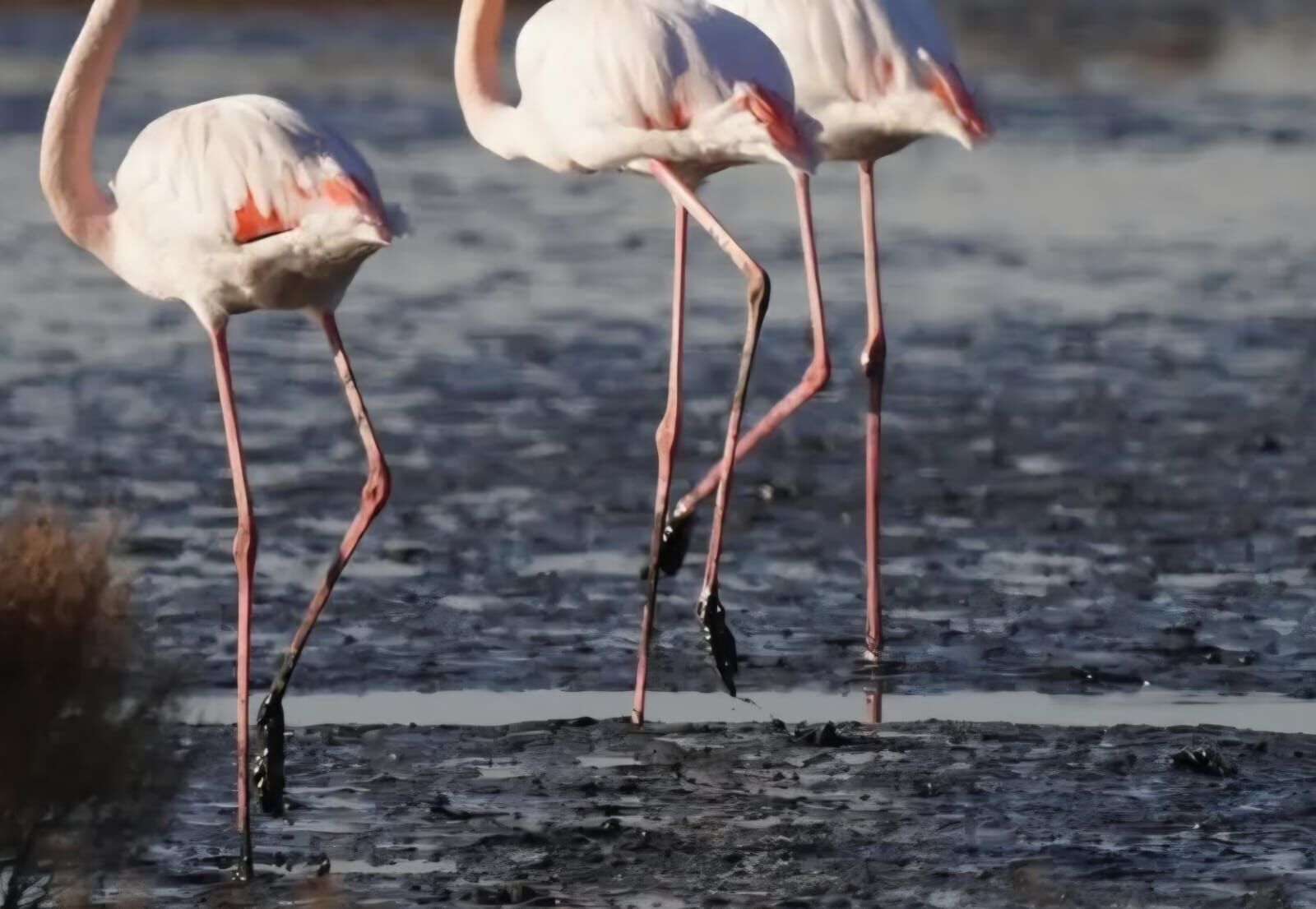 ‘Hayvanlar etkilenmeye başladı’