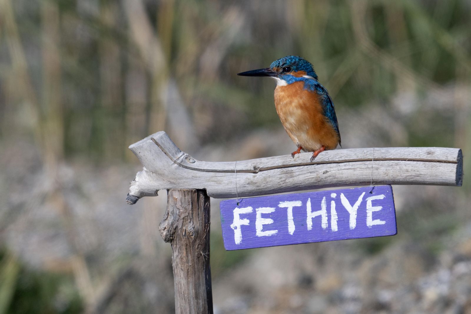 Yalıçapkını hem hızlı hem de zor tahmin ediliyor