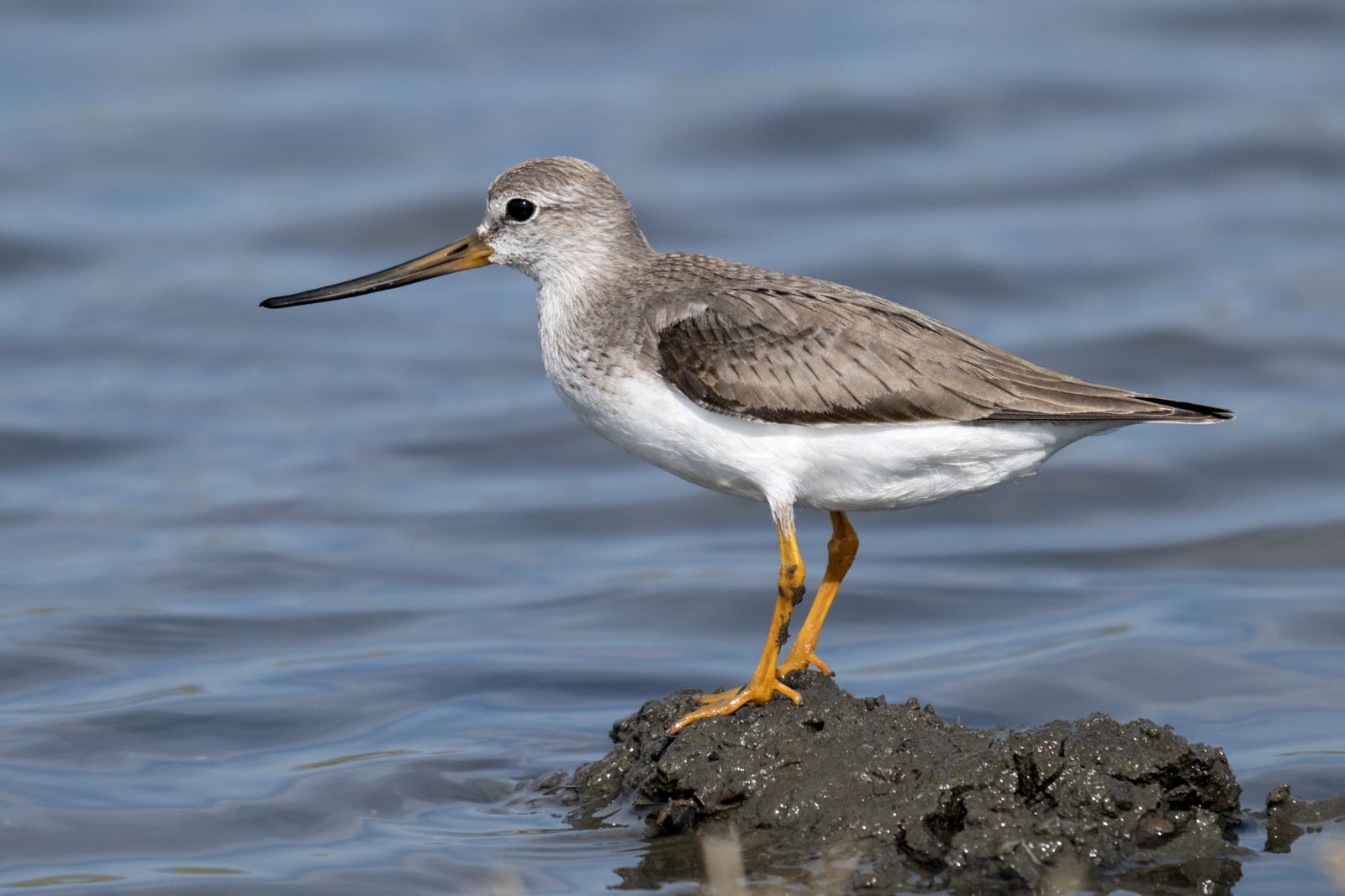 Hızı ve zarafeti hayran bırakıyor