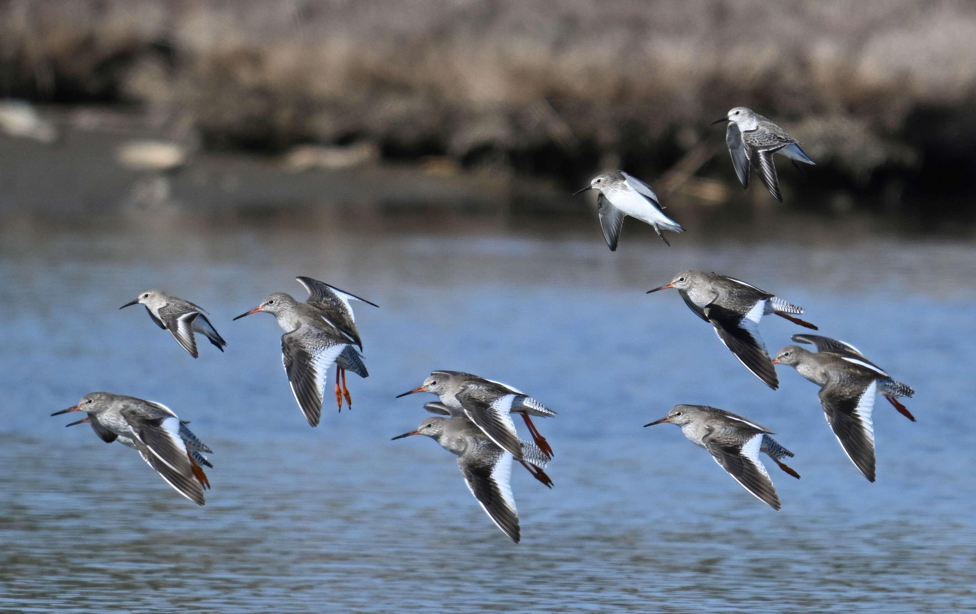 Düzenek kuruyor, saatlerce bekliyorlar