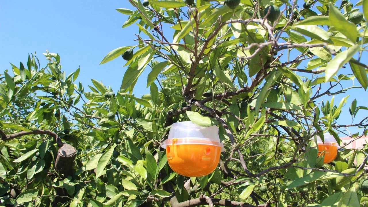 Mandalianada Ilaç 2