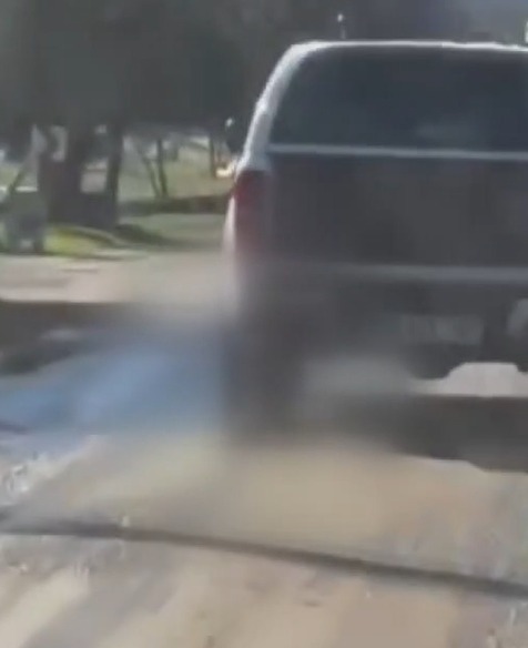 Jandarma harekete geçti: Köpek ölü bulundu