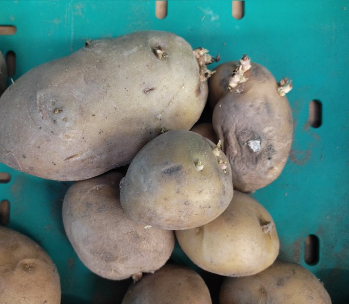 Filizlenmiş patates tehlikeye davet çıkarıyor
