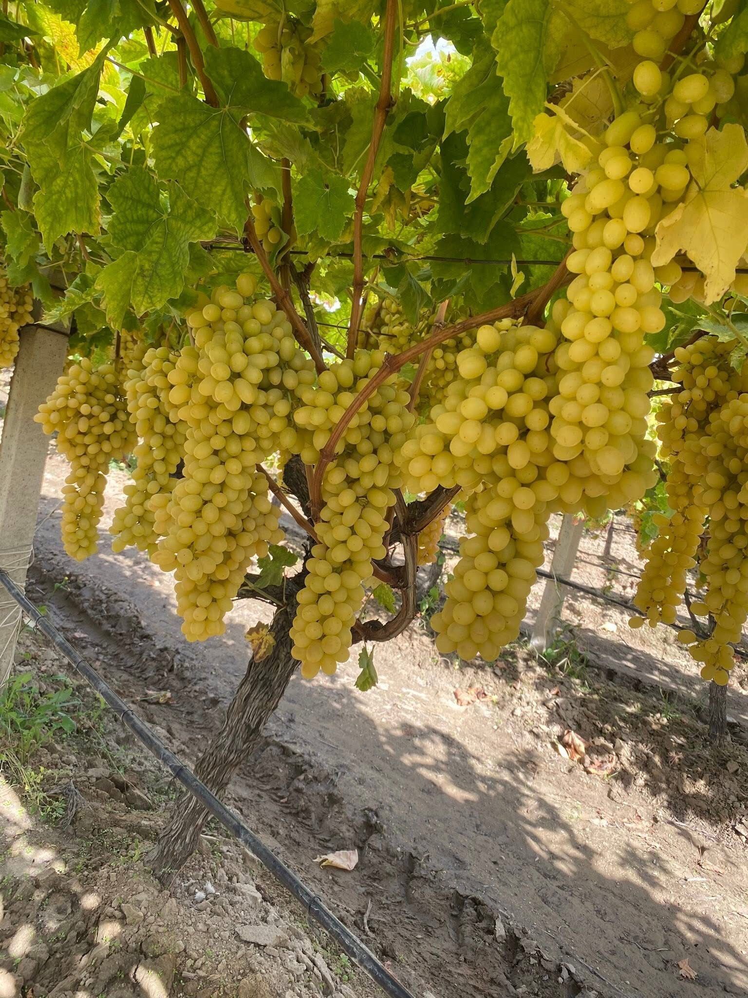 Üzüm2-2