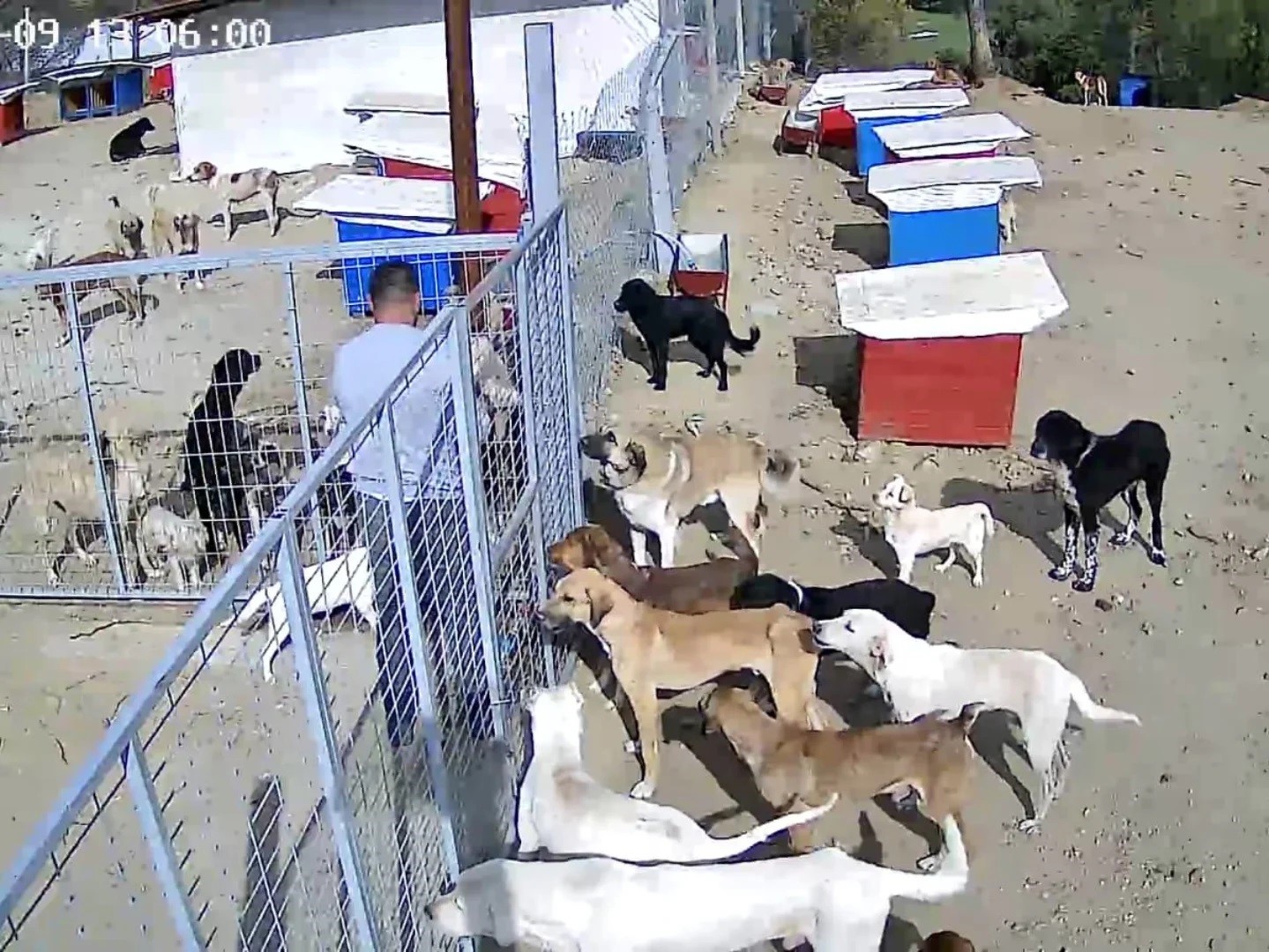 Saruhanlı'da toplanan köpekler doğal yaşam alanına sevkediliyor