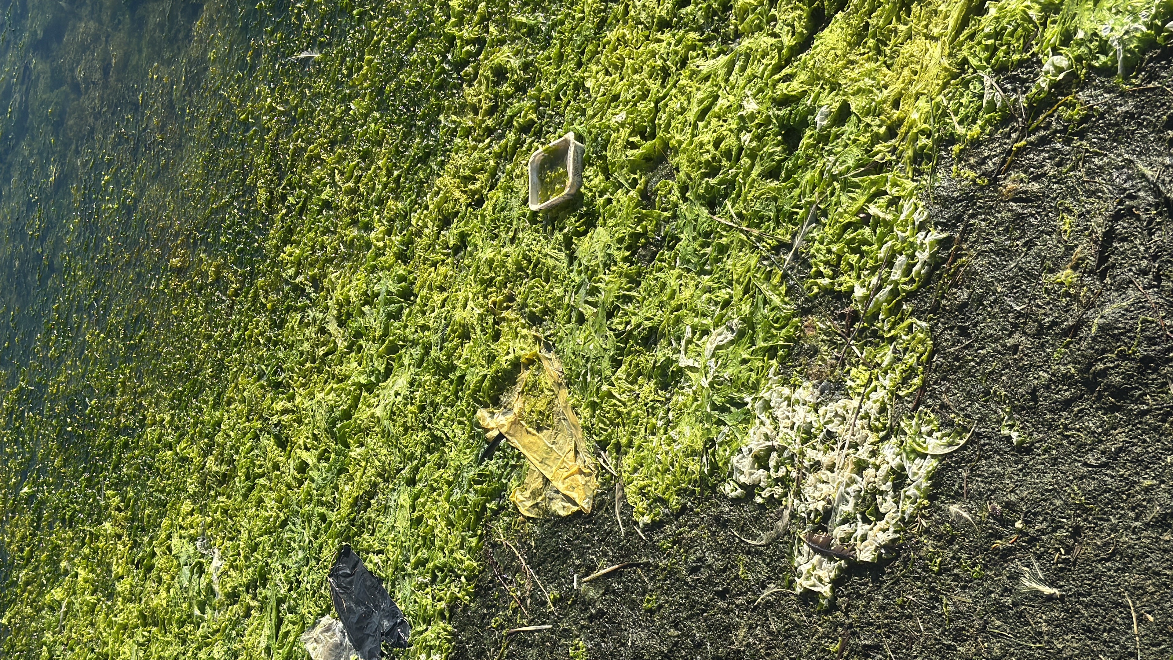 Binlerce Flamingo Tuzla’da Bir Ara3