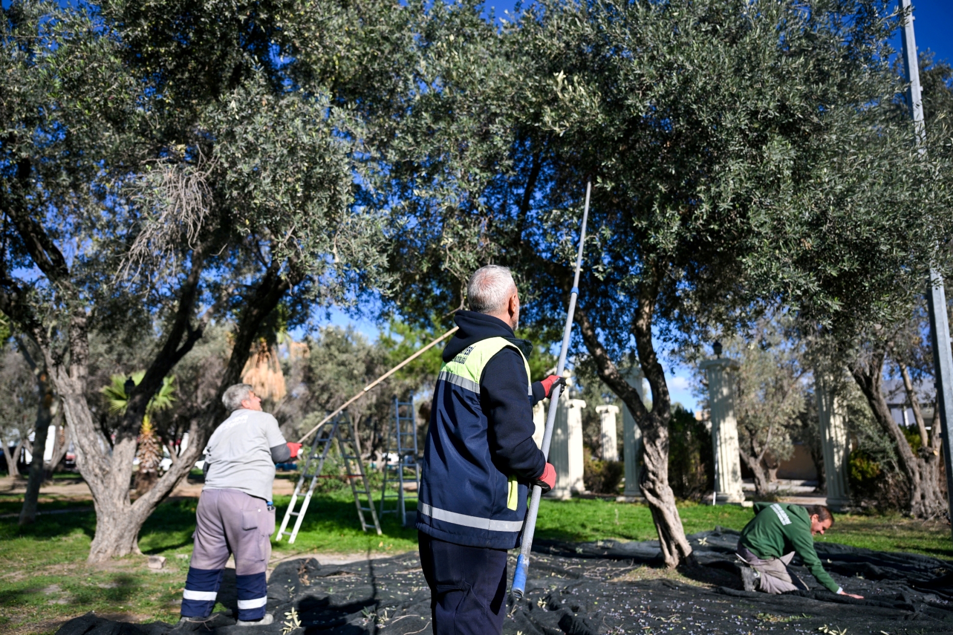 Bornova Zeytin Hasatına Başladı!3