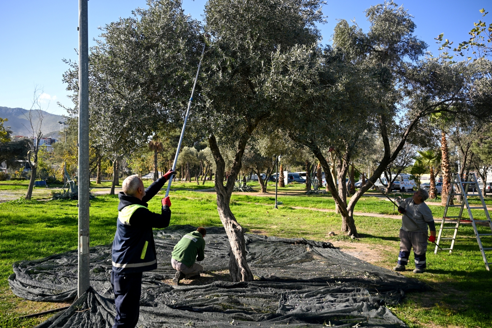 Bornova Zeytin Hasatına Başladı!4