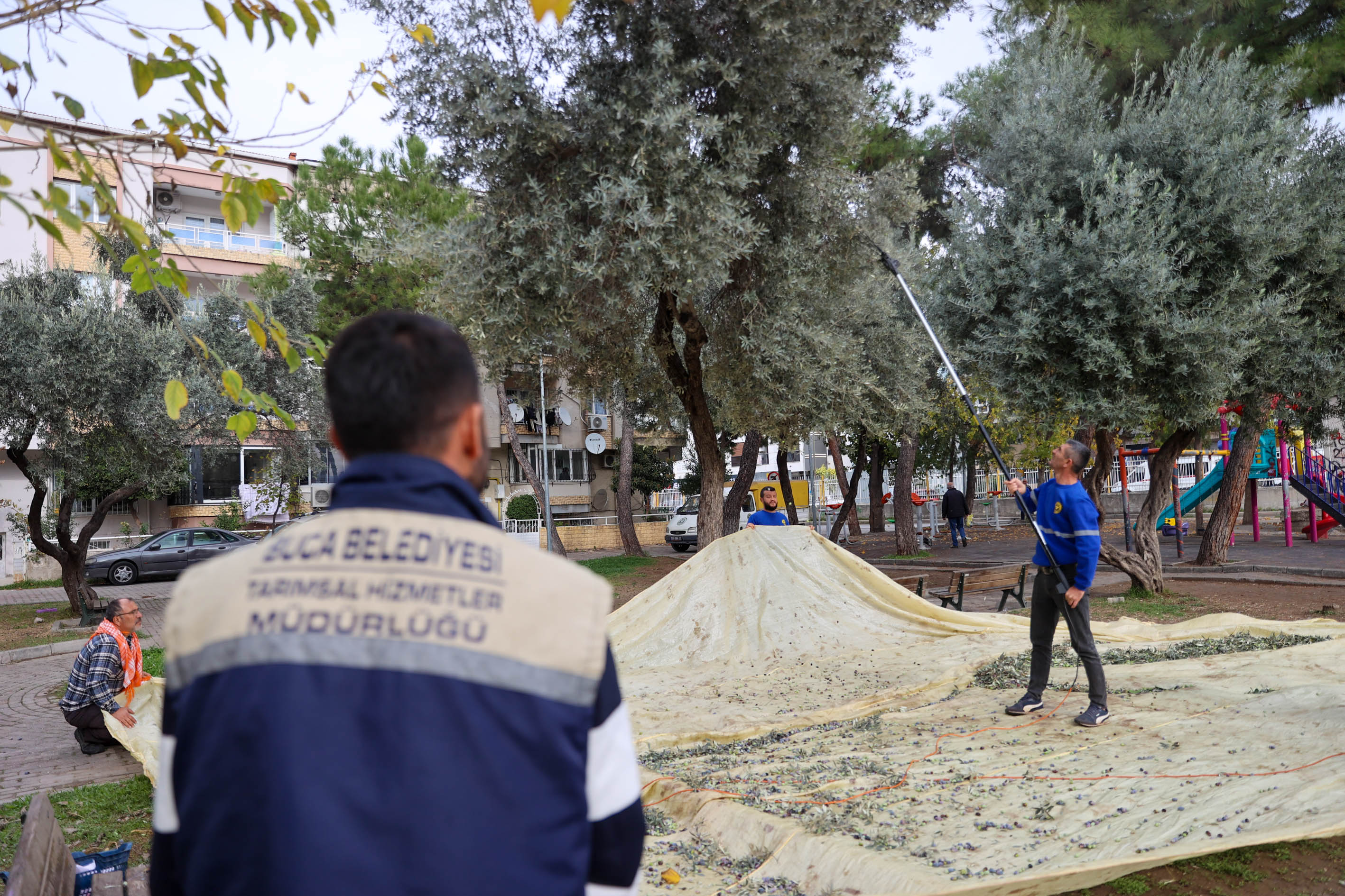 Buca Zeytinyağı (4)