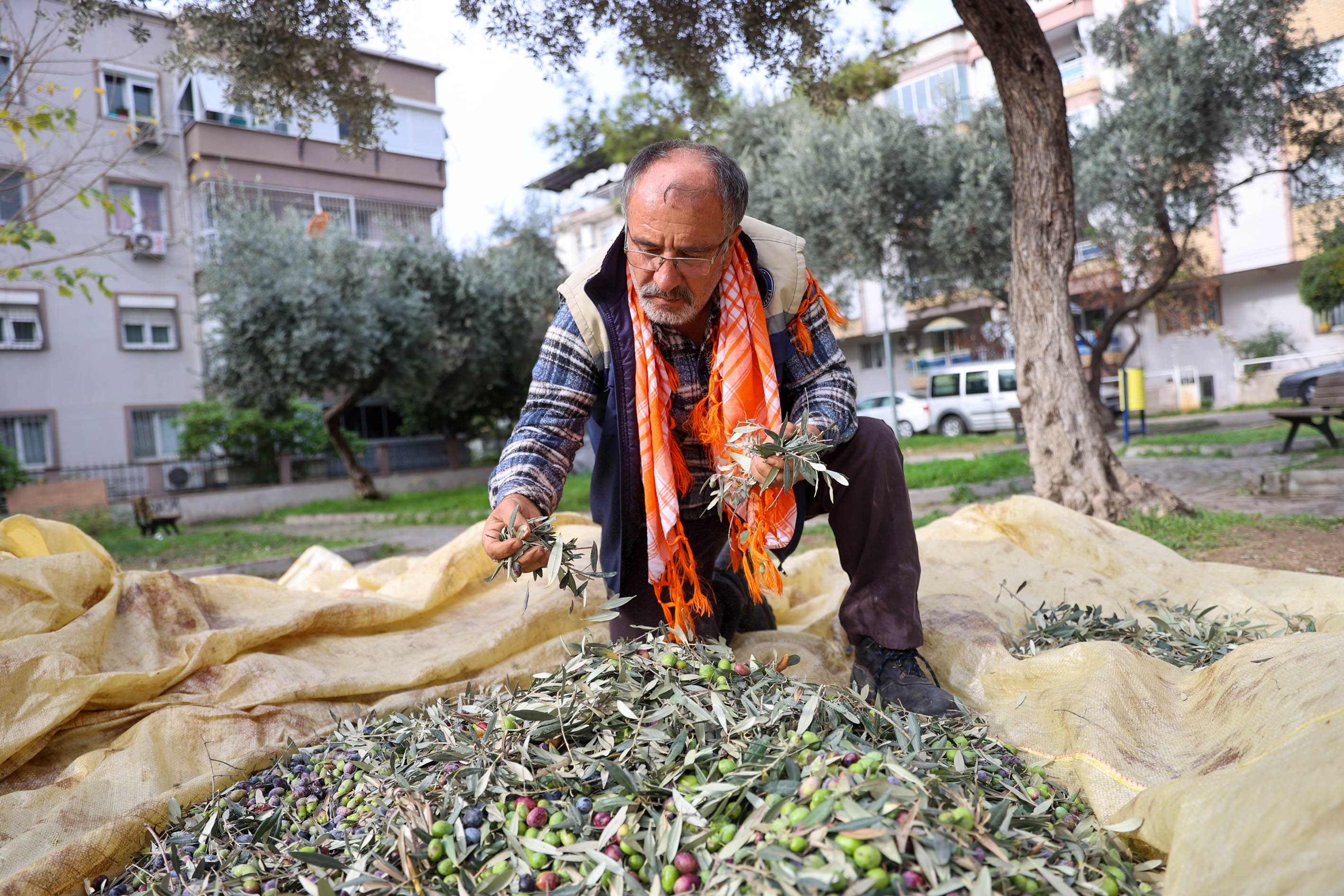Buca Zeytinyağı (6)