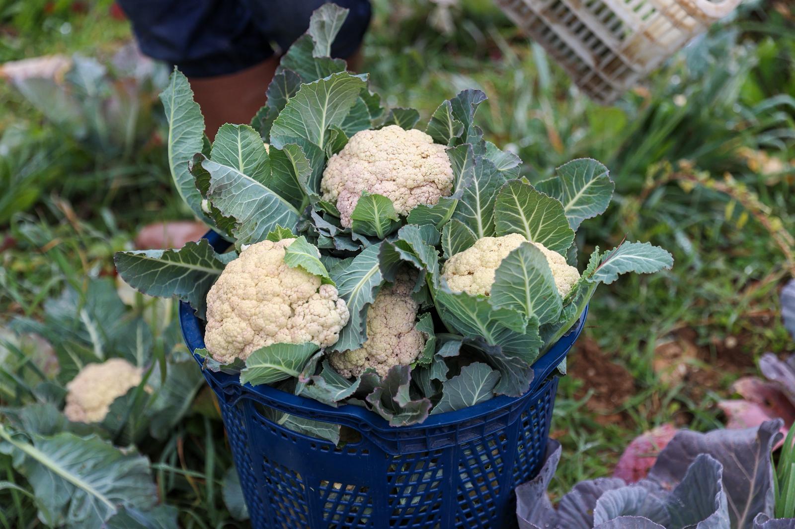Buca'da Tarım Hasat 02
