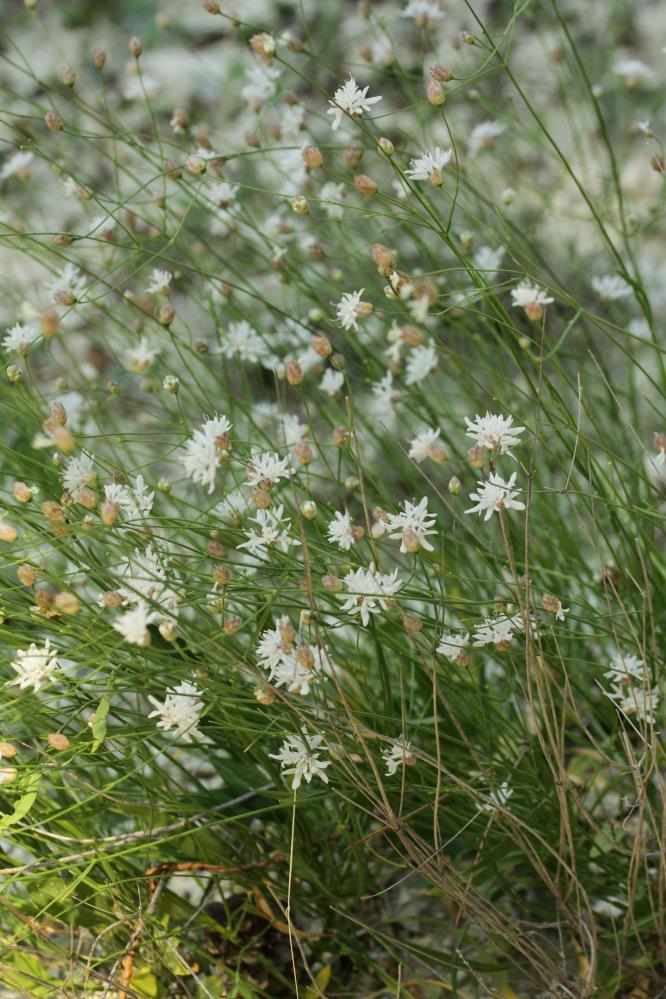 Sınırlı yayılış alanı dikkat çekiyor