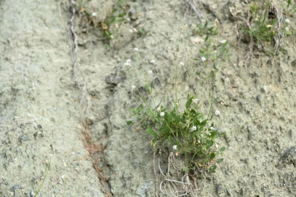 Morfolojik ve moleküler analizlerle doğrulandı