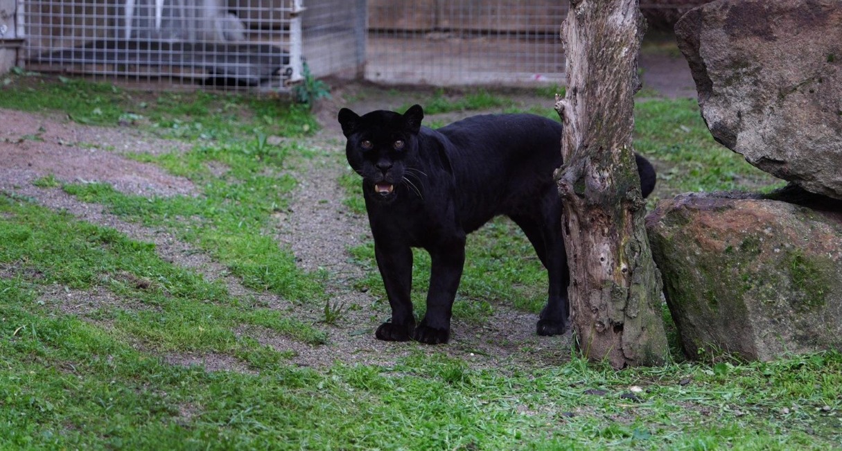 Türkiye’nin Tek Jaguarı artık İzmir’e emanet