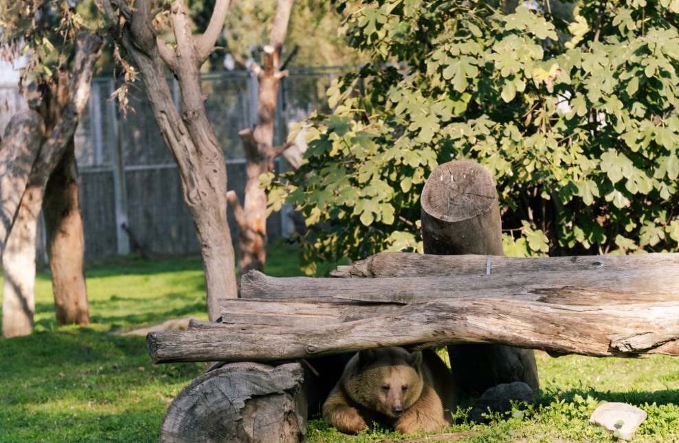 Boz Ayı Yumuk’un yalnızlığı İzmir’de son buldu