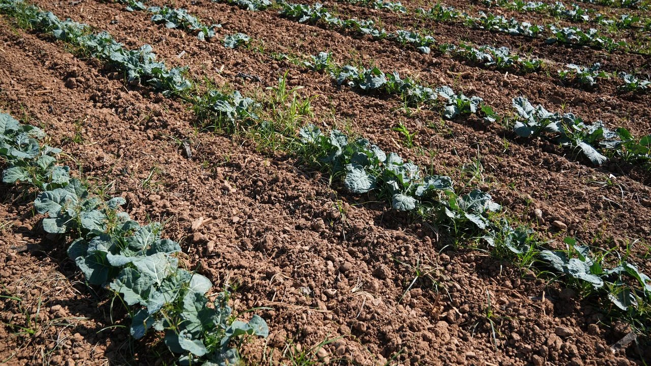 “Yerli ve milli çeşitlerin sahadaki görünürlüğünü artırıyoruz”