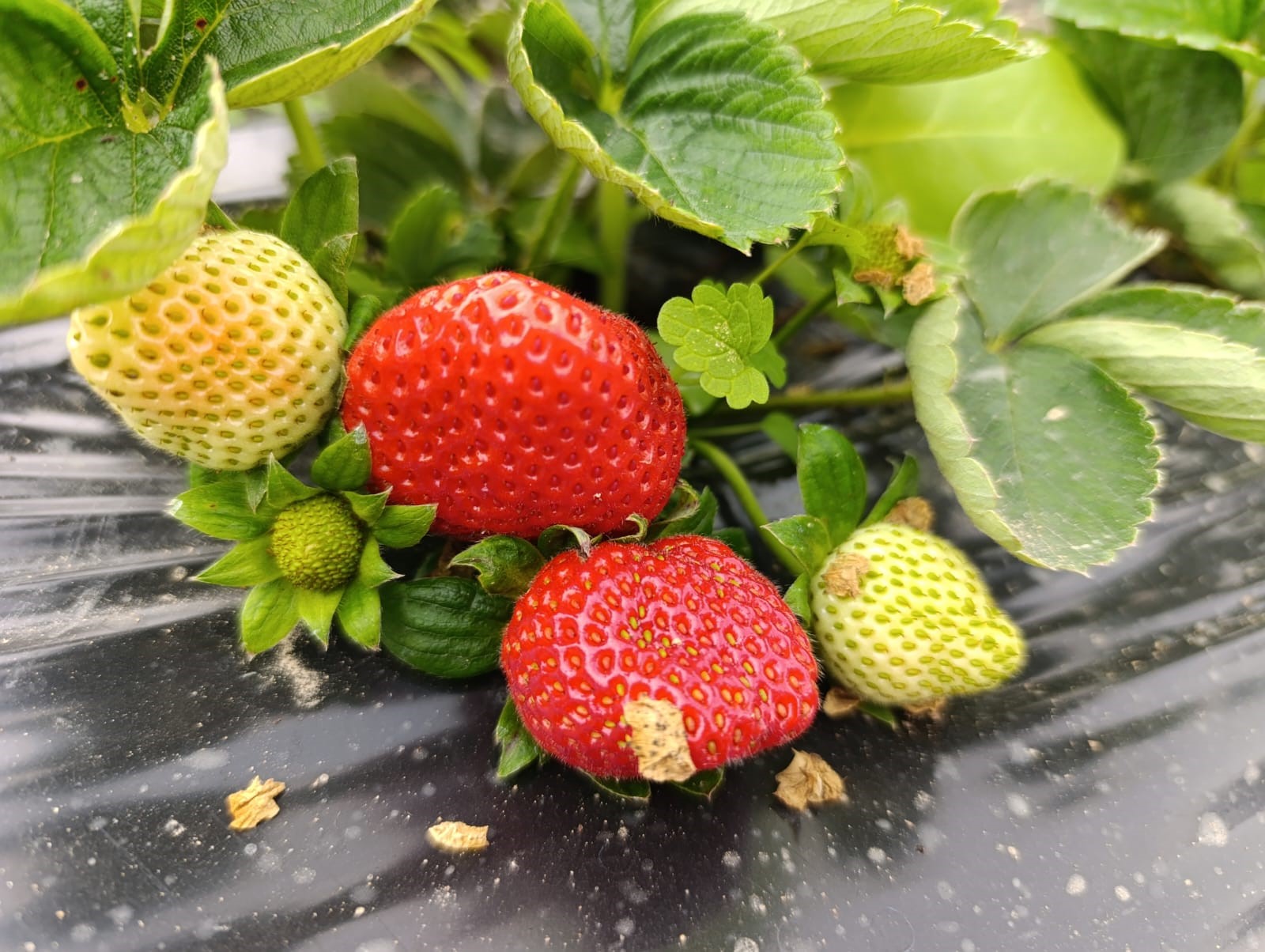 Köprübaşı Çileği Aralık Ayında Da Ilgi Görü