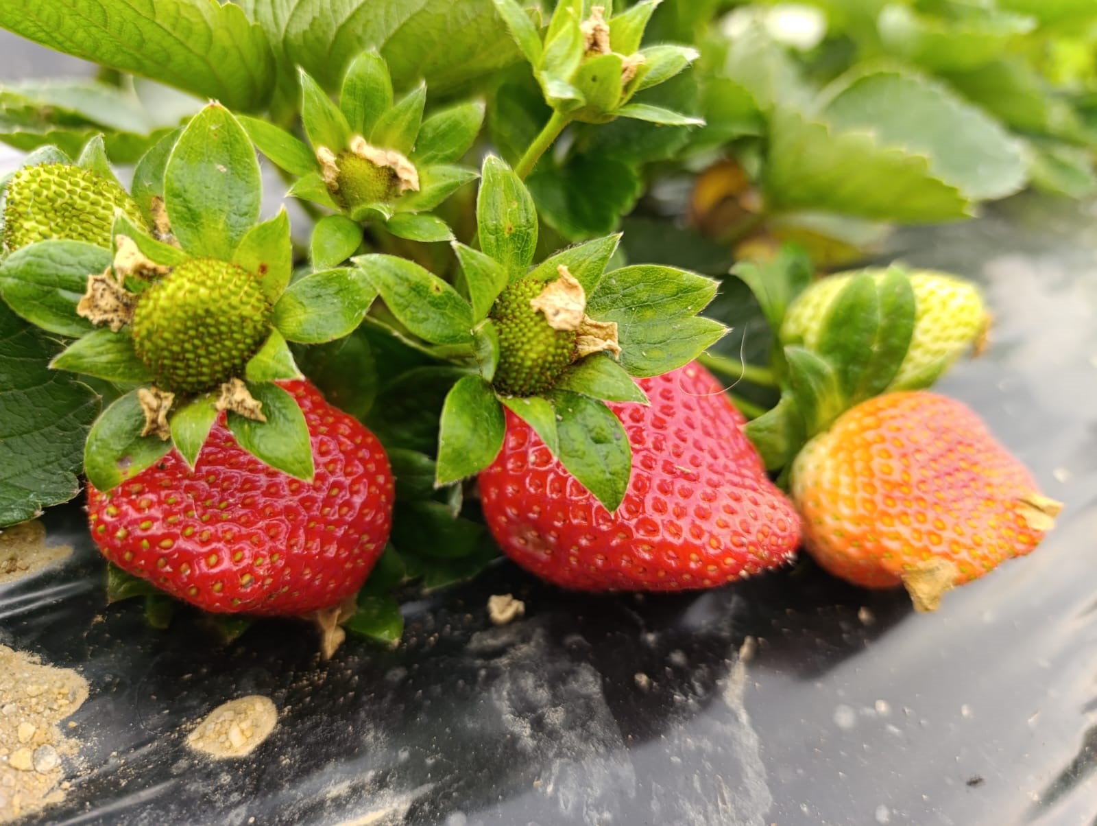 Köprübaşı Çileği Aralık Ayında Da Ilgi Görü2