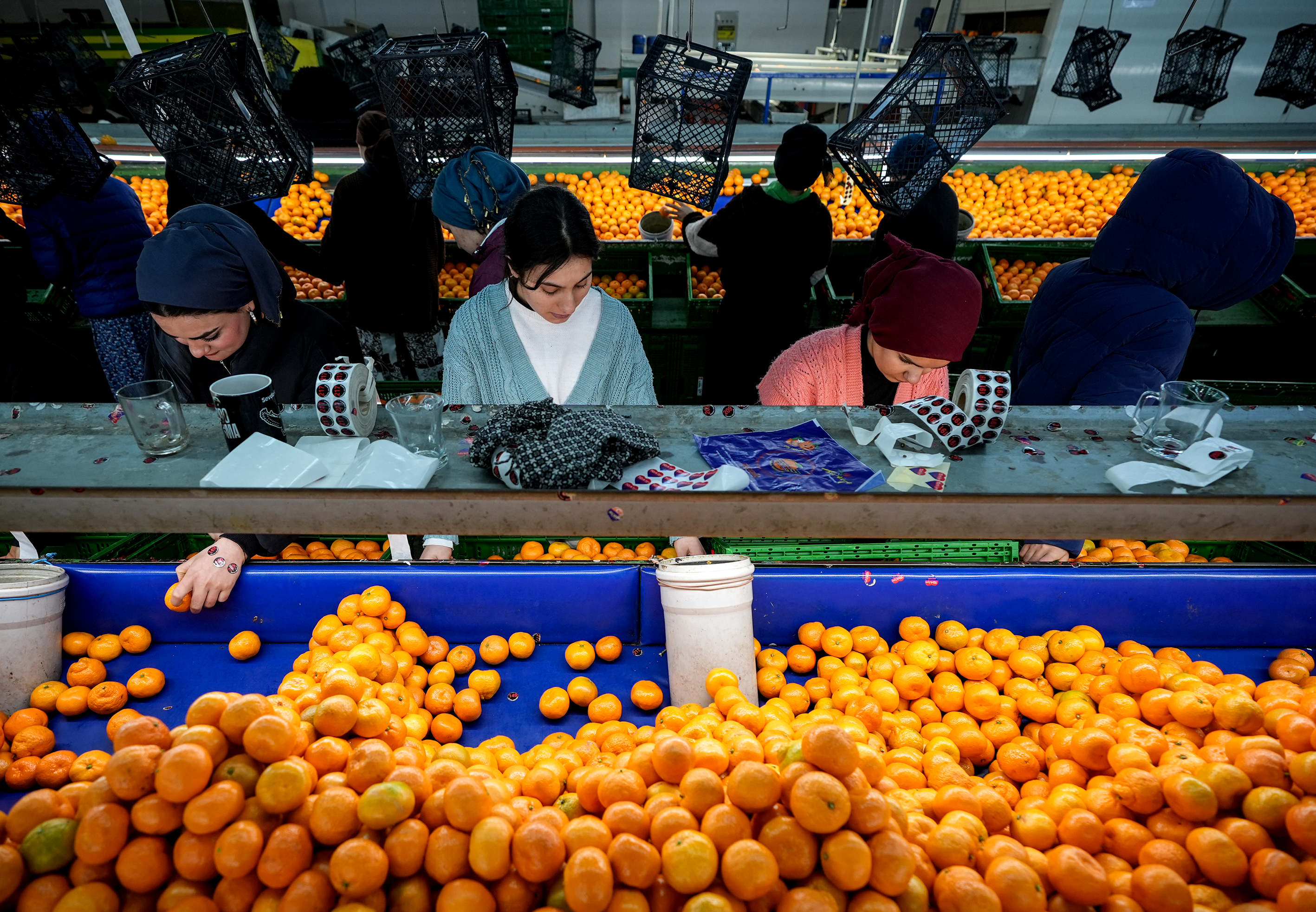 Mandalinada Tarihi Rekor!4