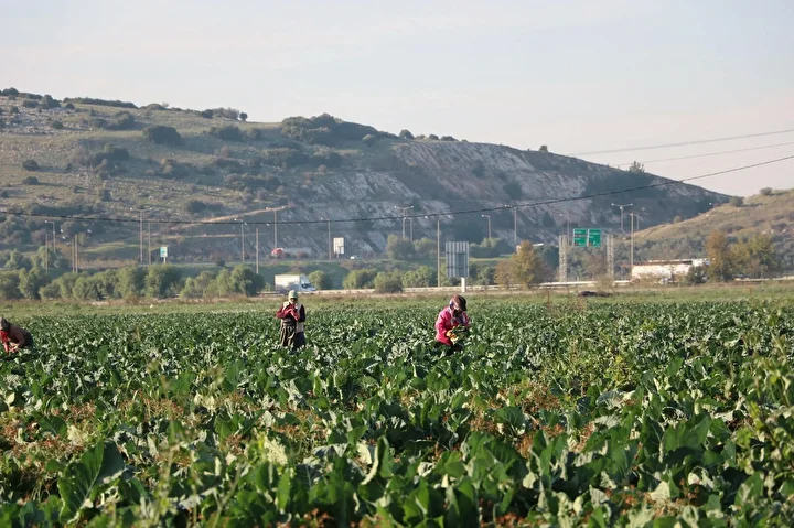 Mevsim Normalleri Üzerindeki Sıcaklık Kış Sebzelerini Erken Olgunlaştırd