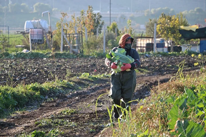 Mevsim Normalleri Üzerindeki Sıcaklık Kış Sebzelerinirken Olgunlaştırdı