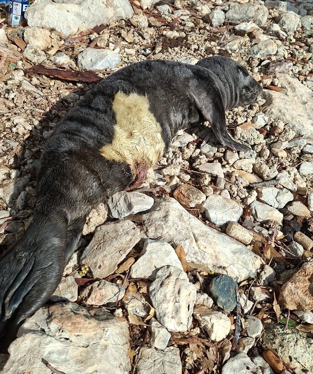 Nesli Tehlikedeki Yavru Foka Marmaris’te 1