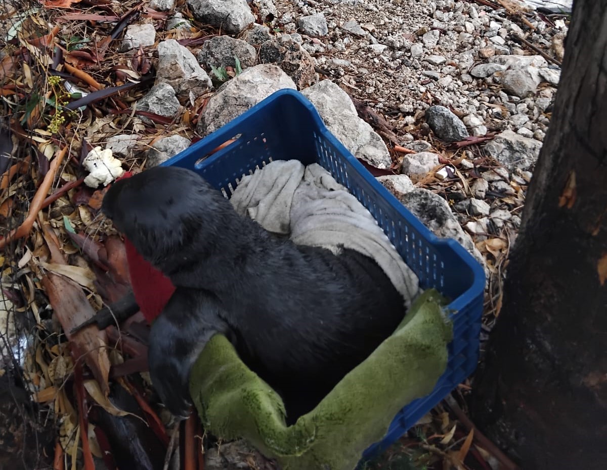 Nesli Tehlikedeki Yavru Foka Marmaris’te 2