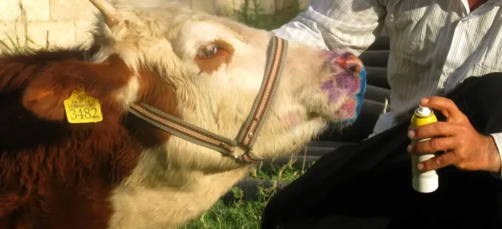 “Şap girdiği yerden kolay kolay çıkmaz”