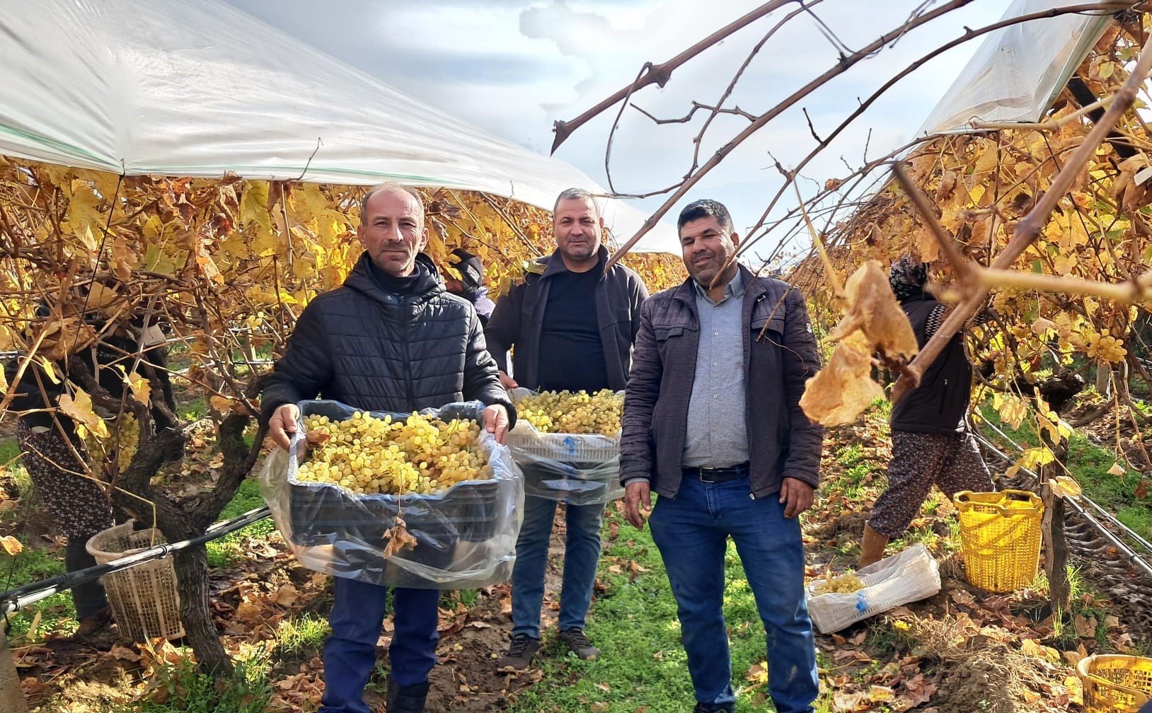 Yılbaşı Için Üzüm Hasadı 1