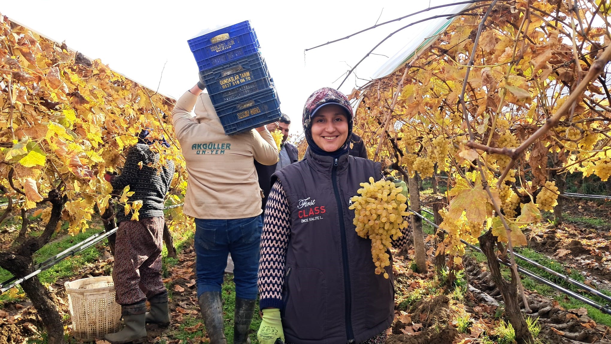 Yılbaşı Için Üzüm Hasadı
