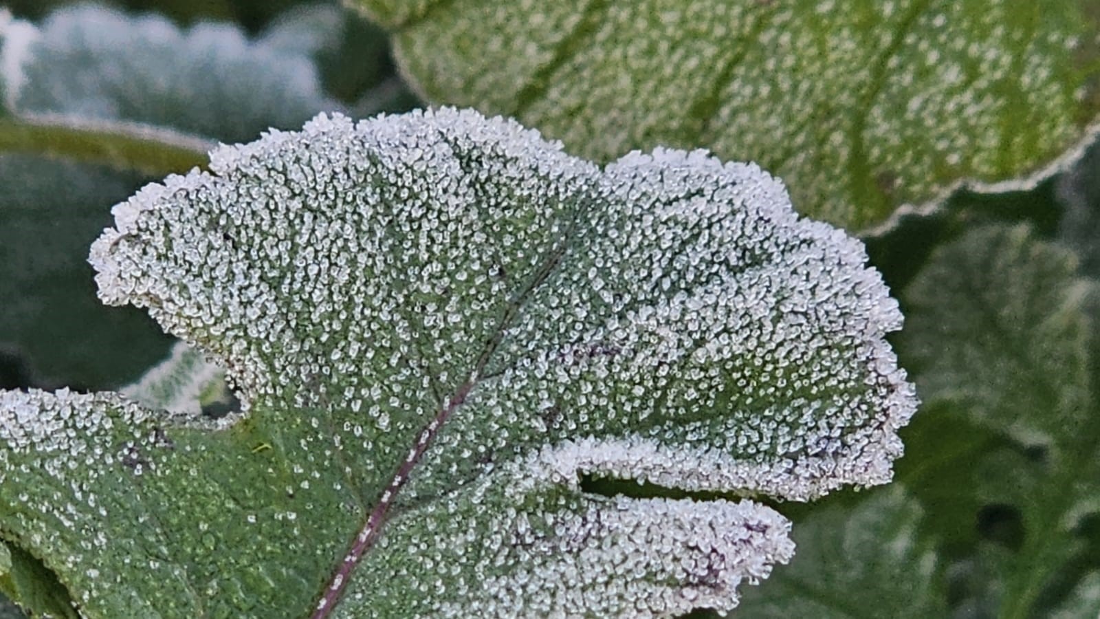 Bandırma’da Dondurucu Soğuk!1