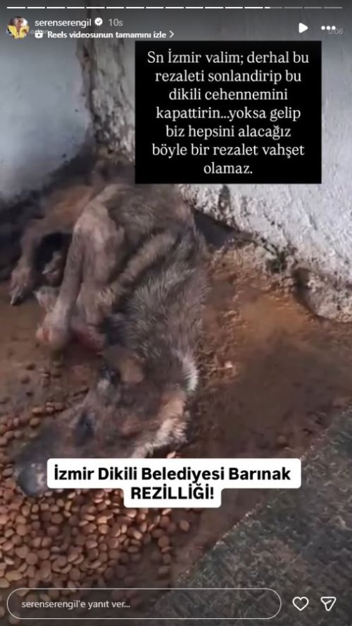 Dikili Belediyesi Barınak