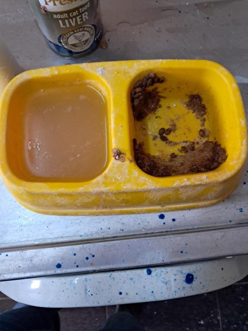 Dikili Belediyesi Barınakk