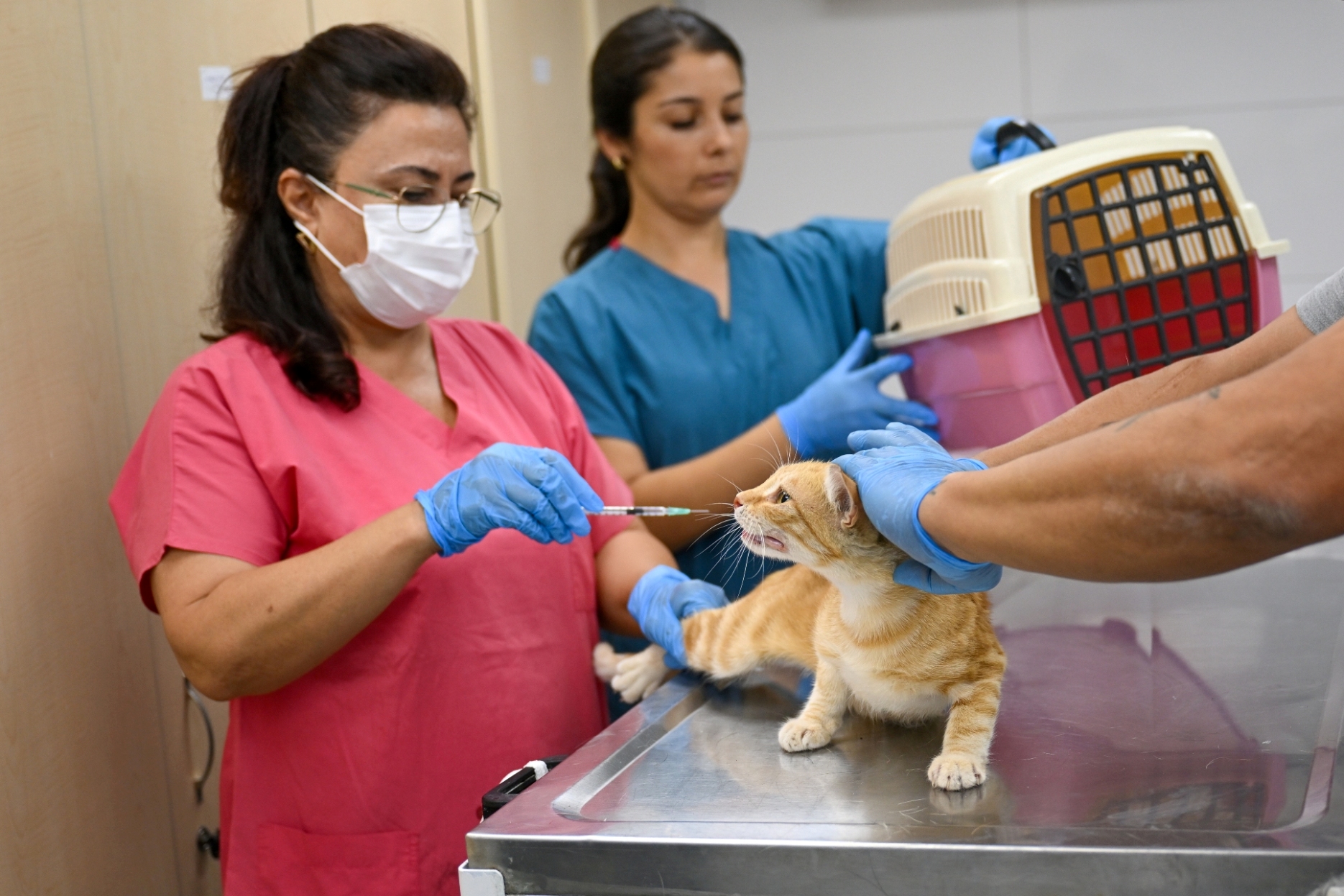 Eros Kedi Kliniği Kısa Sürede Merkez Haline Geld