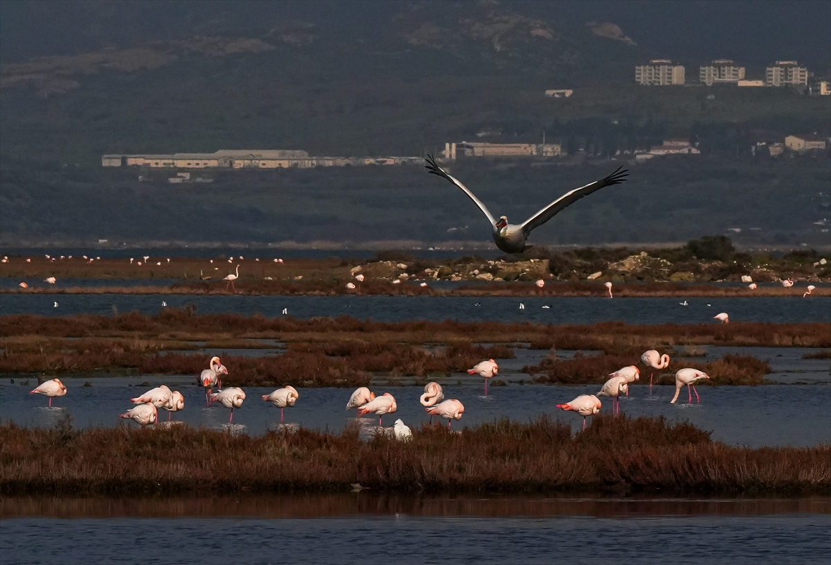 “Önce bitkiler sonra kuşlar…”