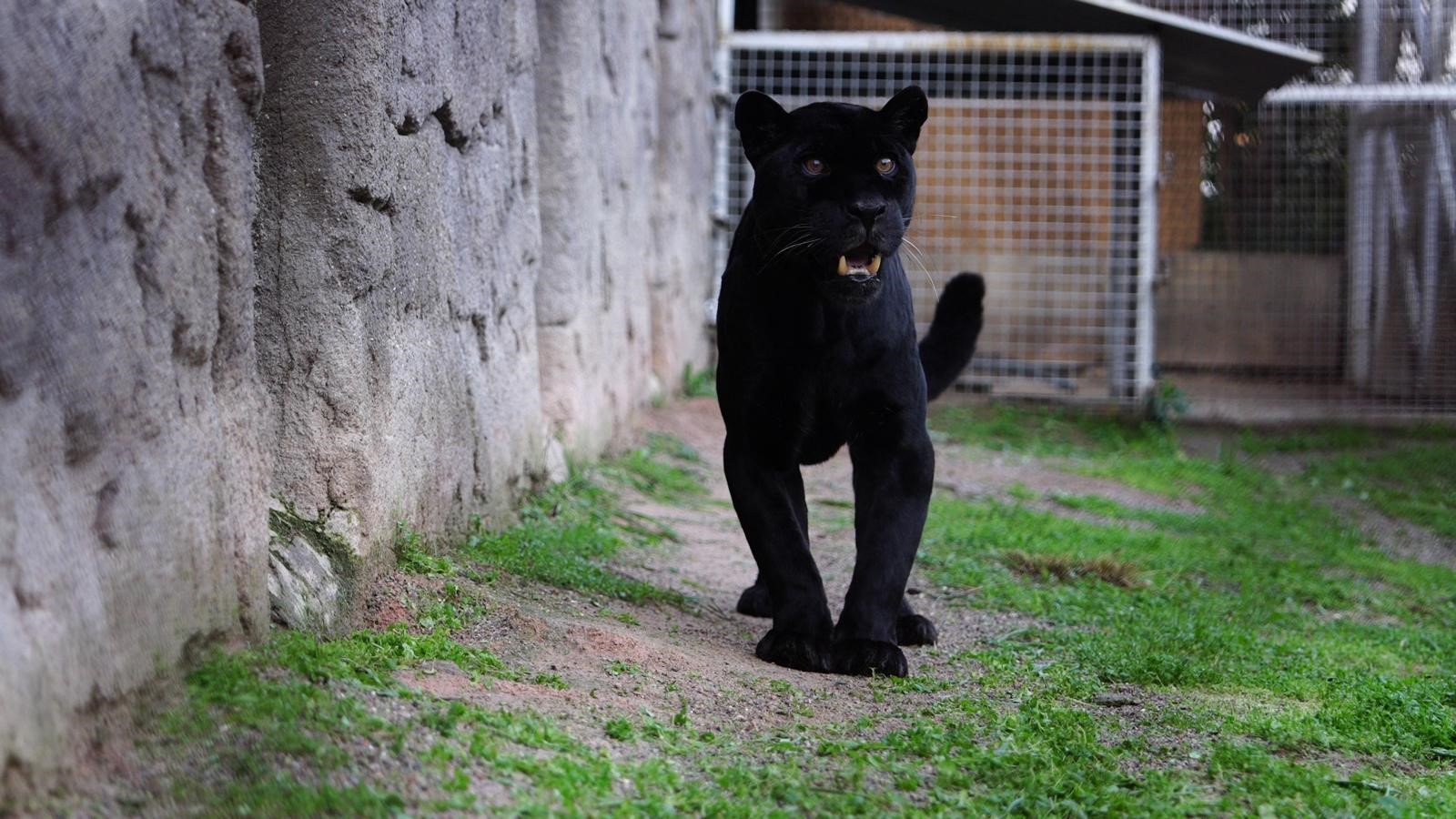 İzmir Doğal Yaşam Parkı’nda Acı Ka