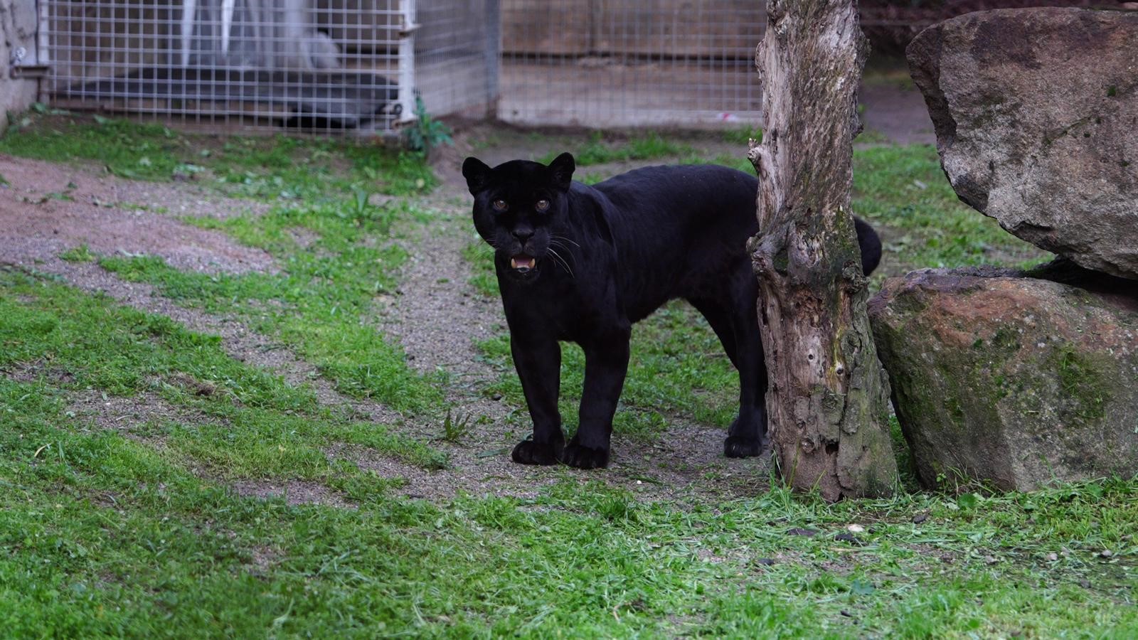 İzmir Doğal Yaşam Parkı’nda Acı Kayı