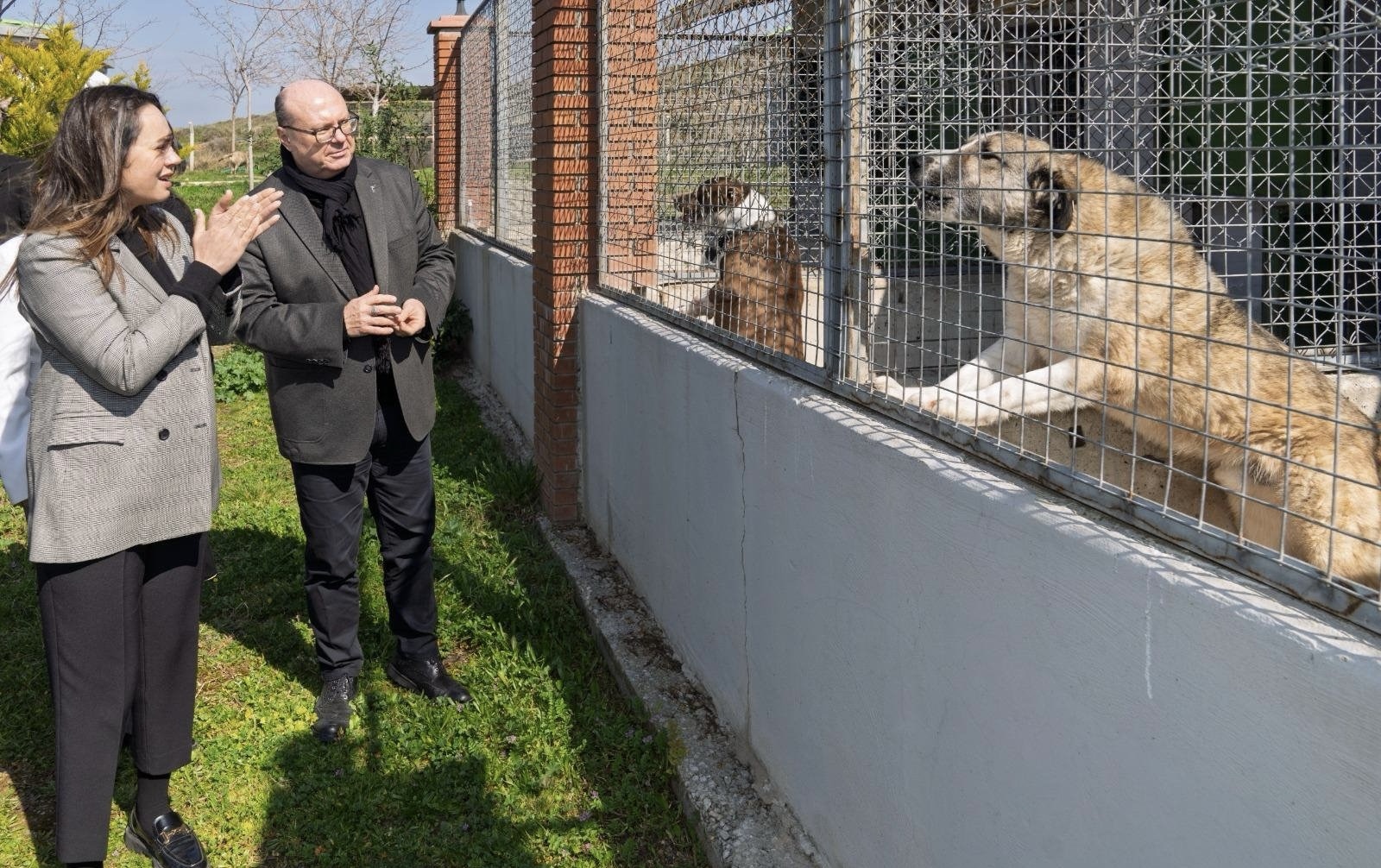 İzmir’de Can Dostlara Büyük Destebir Yılda 86 Bin Tedavi, 13 Bin Kısırlaştırm