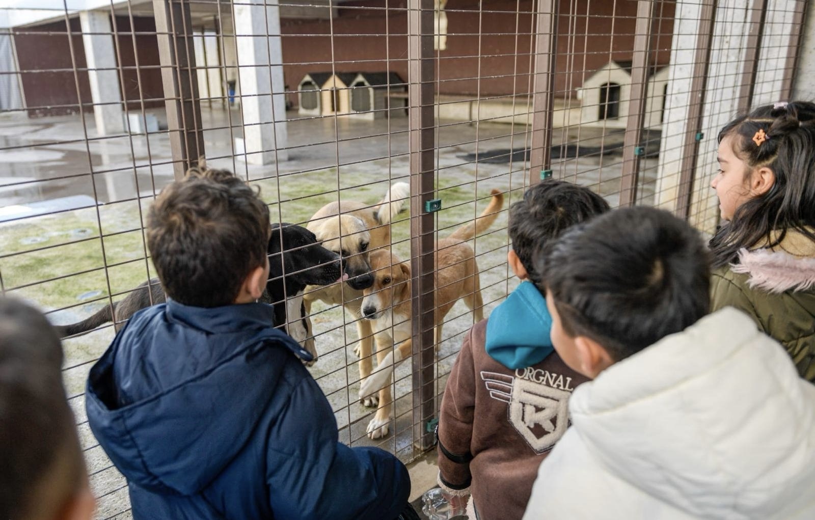 İzmir’de Can Dostlara Büyük Destebir Yılda 86 Bin Tedavi, 13 Bin Kısırlaştırma.jpg2