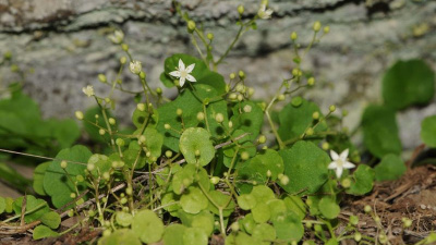 Izmirde Endmik Bitki Türü