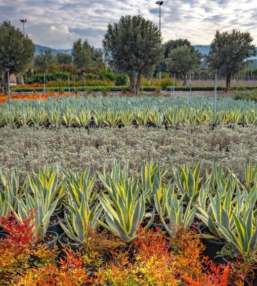 İzmir’in yeşil kimliği fidanlıklarda yeniden şekilleniyor