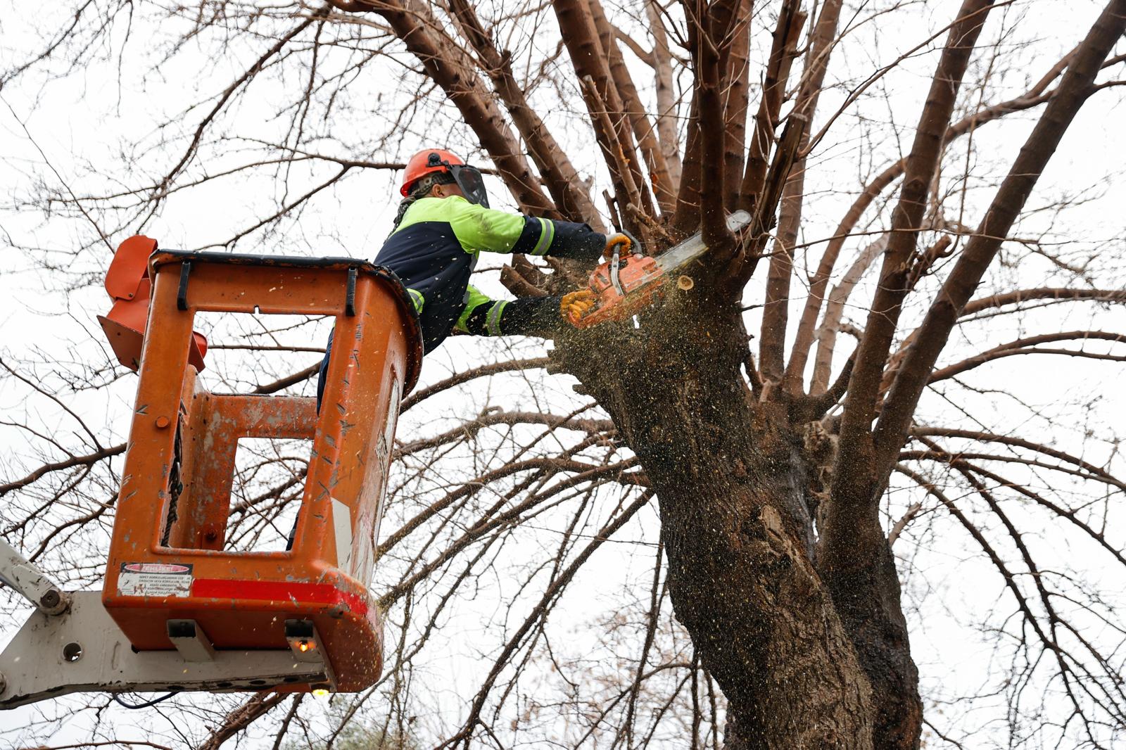 Konak'ta Kış Dayanışması Budanan Ağaçlar Yuvaları Isıtıyor (4)