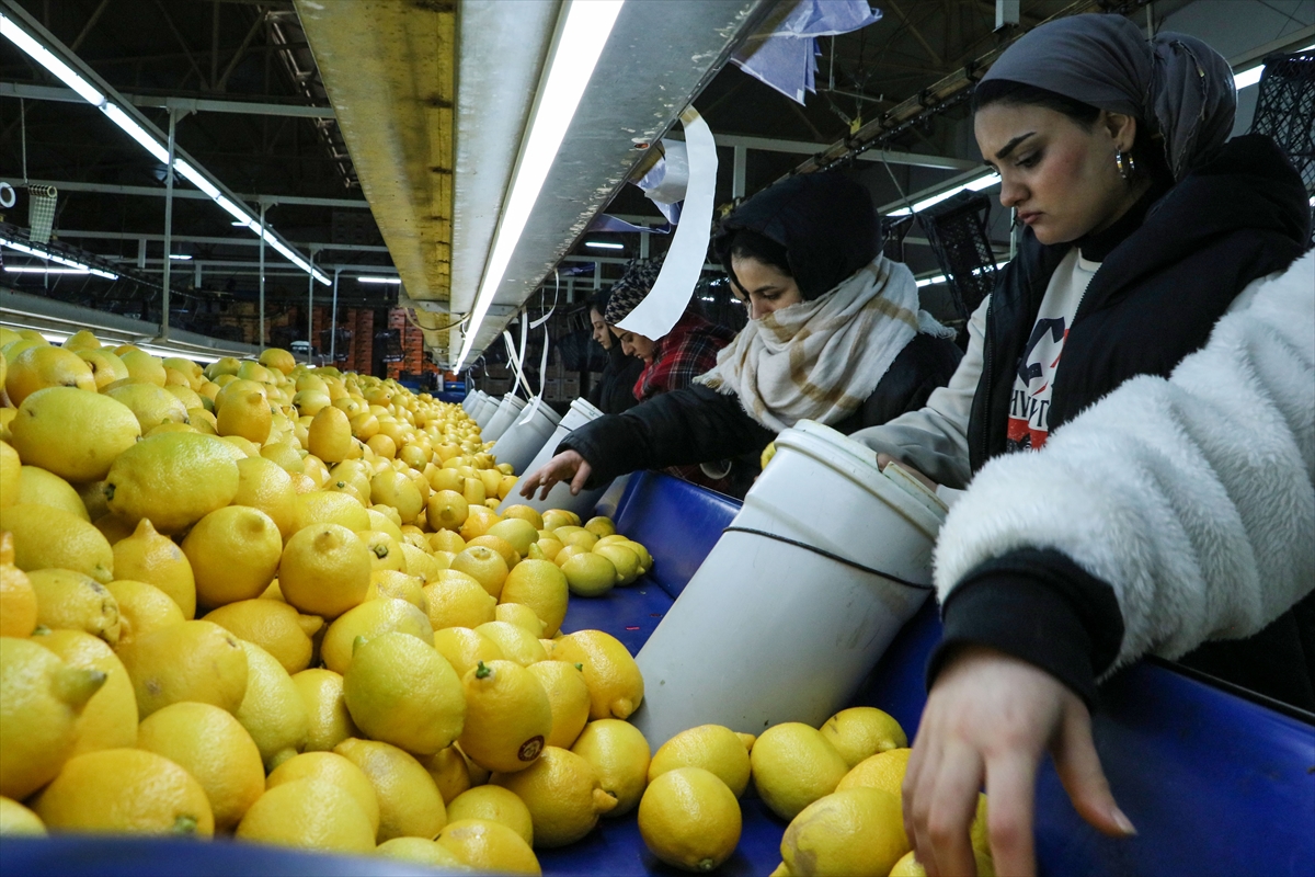 Mersin ve Hatay ihracatın üretim üssü oldu