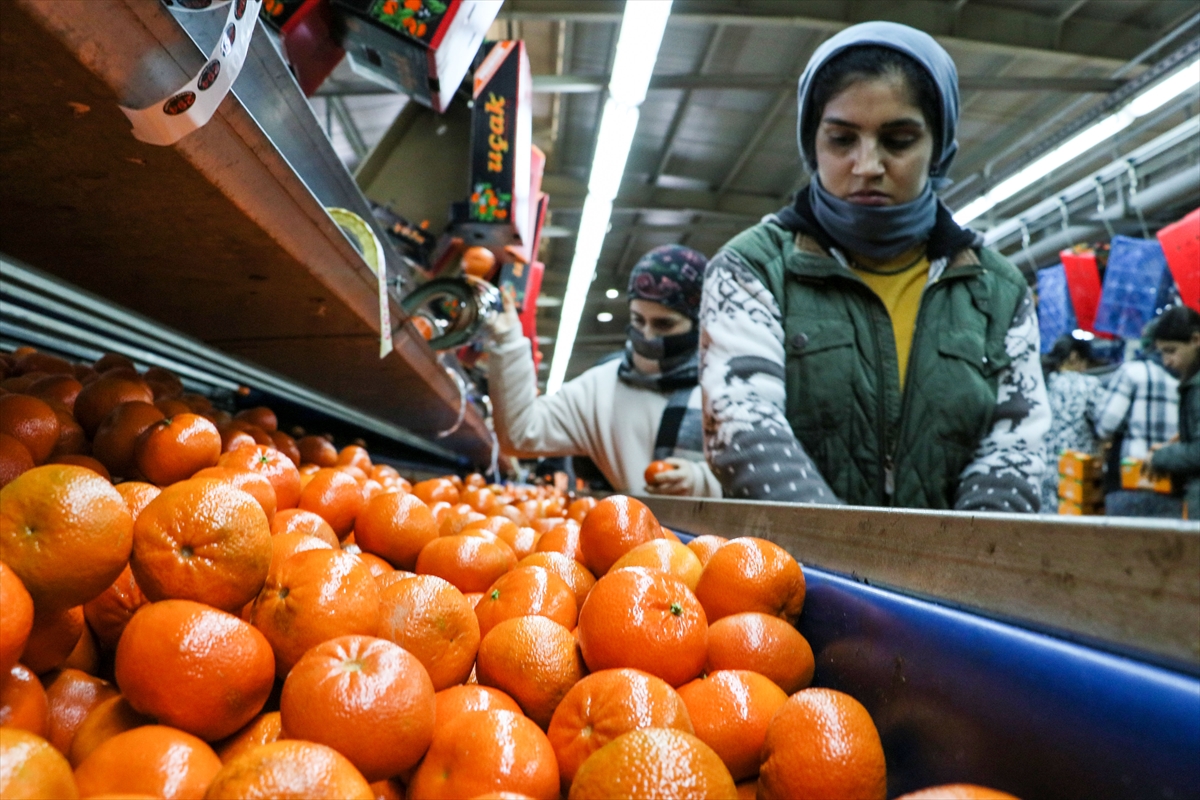 Mersin ve Hatay ihracatın üretim üssü oldu