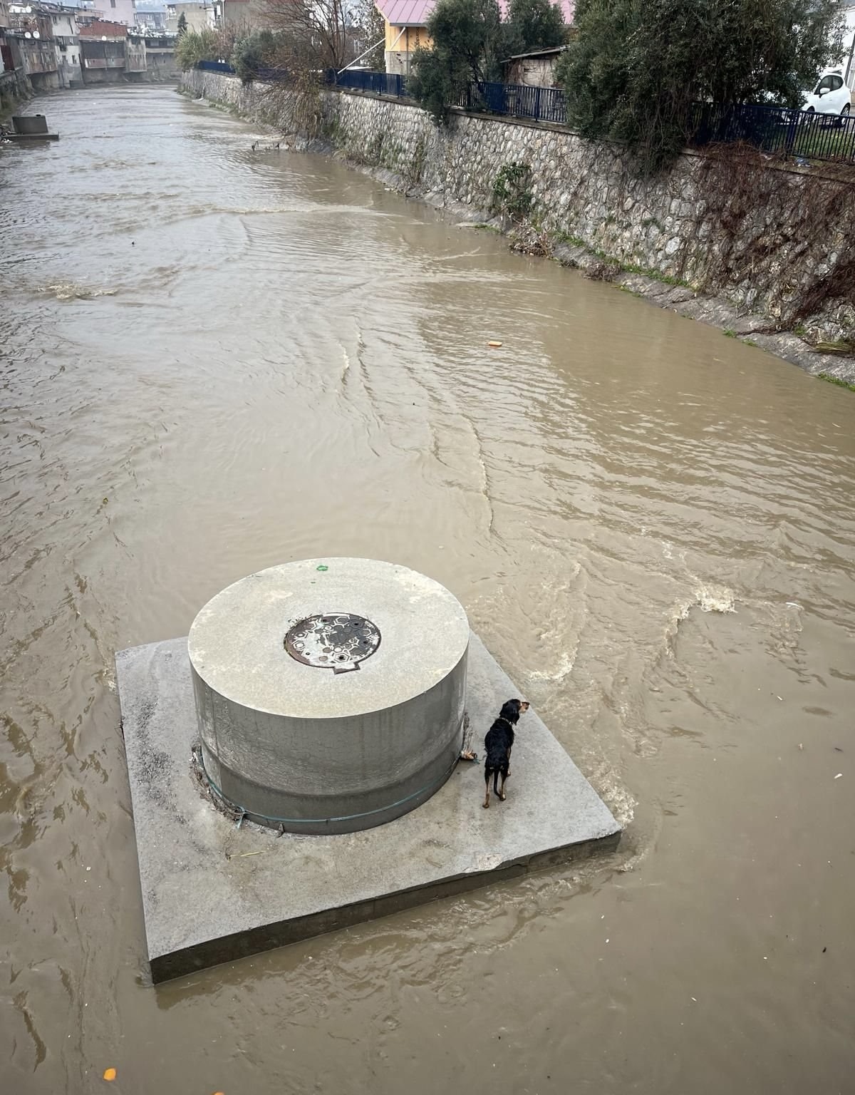 Su Seviyesi Yükseldi, Köpek Mahsur Kaldı!